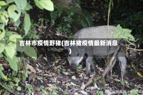 吉林市疫情野猪(吉林猪疫情最新消息)-第1张图片