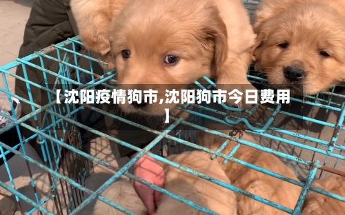 【沈阳疫情狗市,沈阳狗市今日费用】-第2张图片