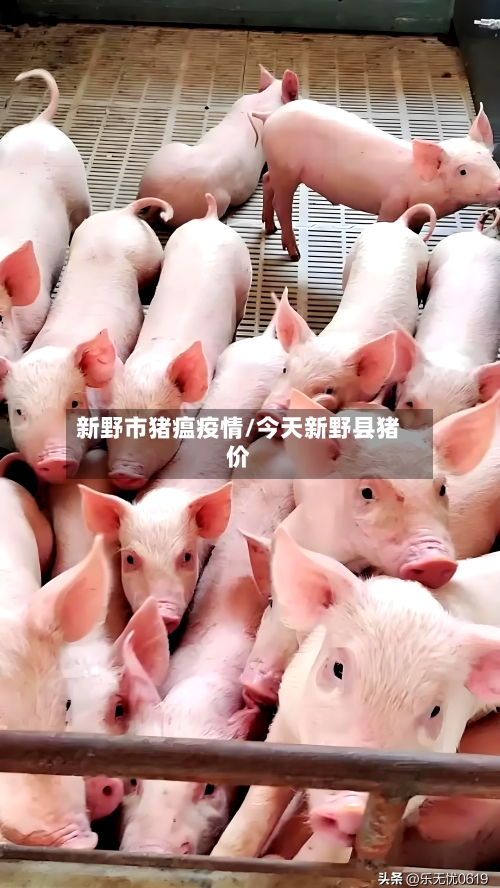 新野市猪瘟疫情/今天新野县猪价-第2张图片