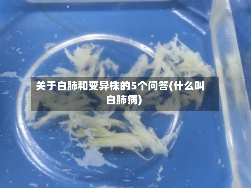 关于白肺和变异株的5个问答(什么叫白肺病)-第1张图片