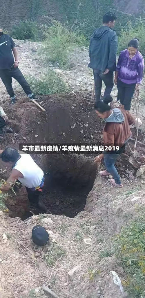 羊市最新疫情/羊疫情最新消息2019-第2张图片