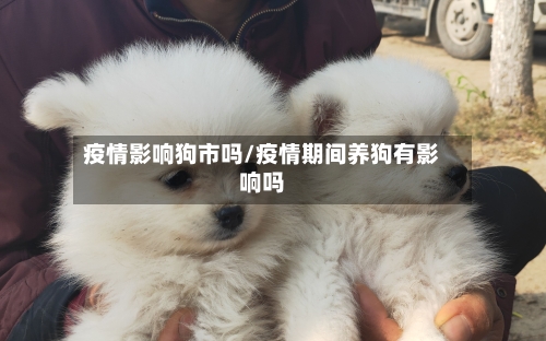 疫情影响狗市吗/疫情期间养狗有影响吗-第1张图片