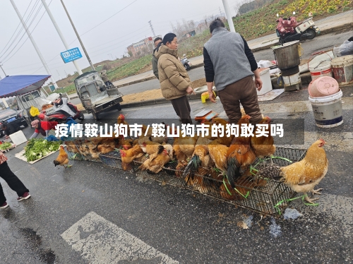 疫情鞍山狗市/鞍山狗市的狗敢买吗-第3张图片